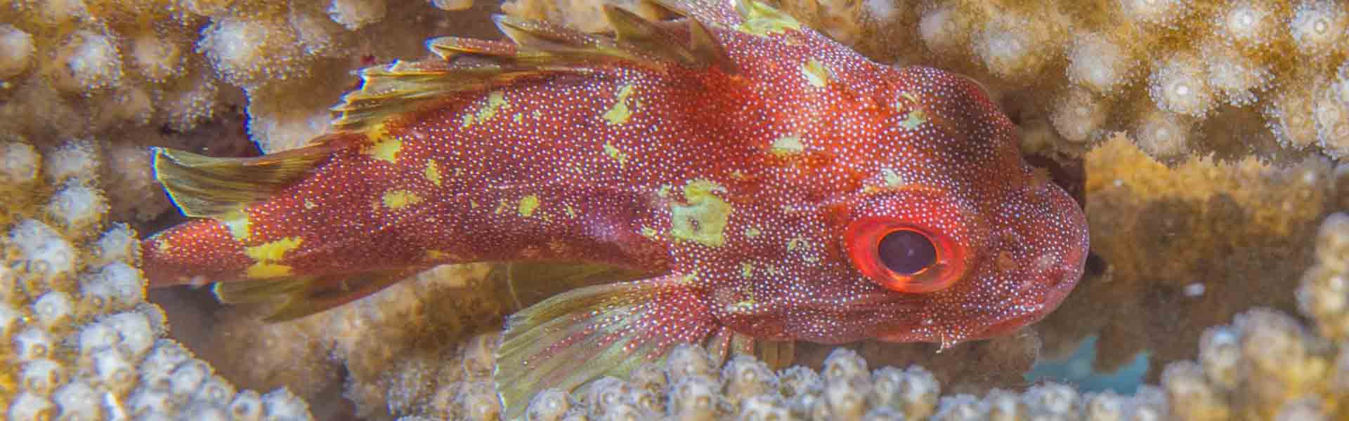 The Yellowspotted Scorpionfish